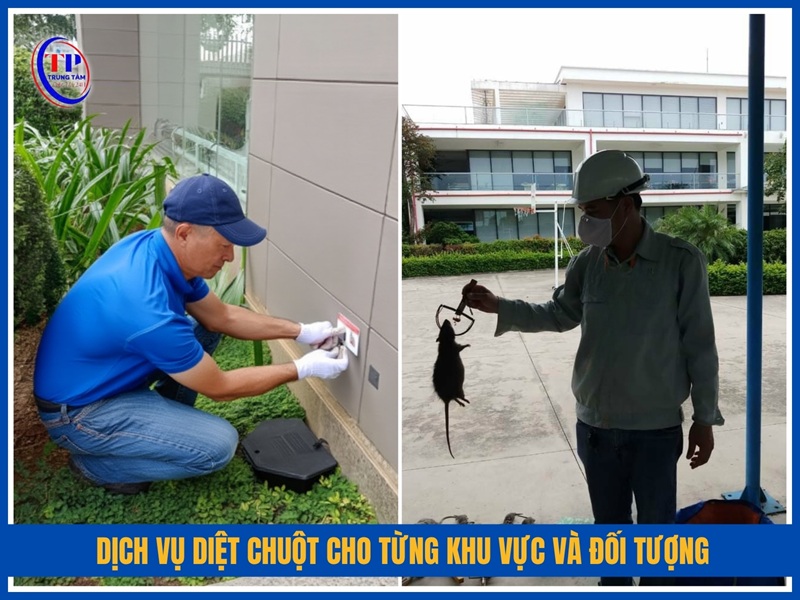 Dịch vụ diệt chuột cho từng khu vực và đối tượng