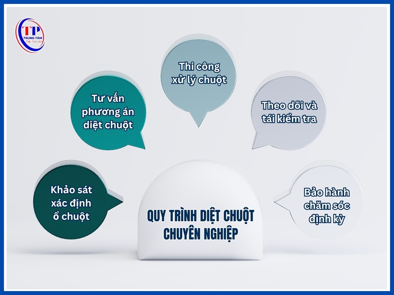 Quy trình diệt chuột chuyên nghiệp
