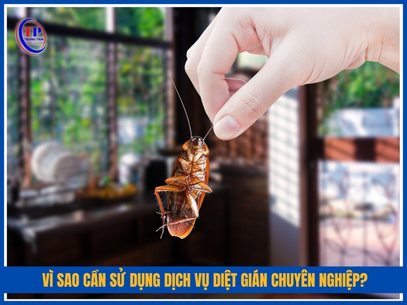 Vì sao cần sử dụng dịch vụ diệt gián chuyên nghiệp?
