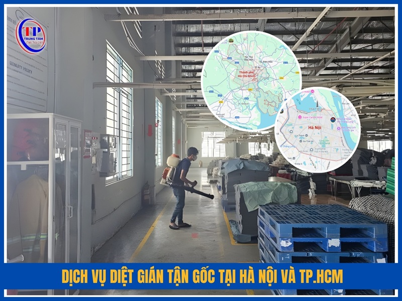 Dịch vụ diệt gián tận gốc tại Hà Nội và TP.HCM