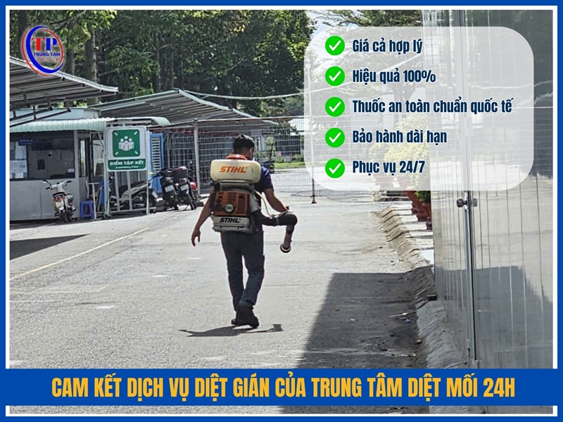 Cam kết dịch vụ diệt gián của Trung Tâm Diệt Mối 24H