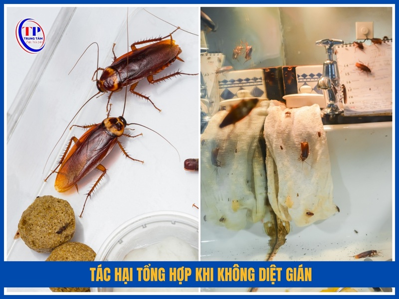 Tác hại tổng hợp khi không diệt gián
