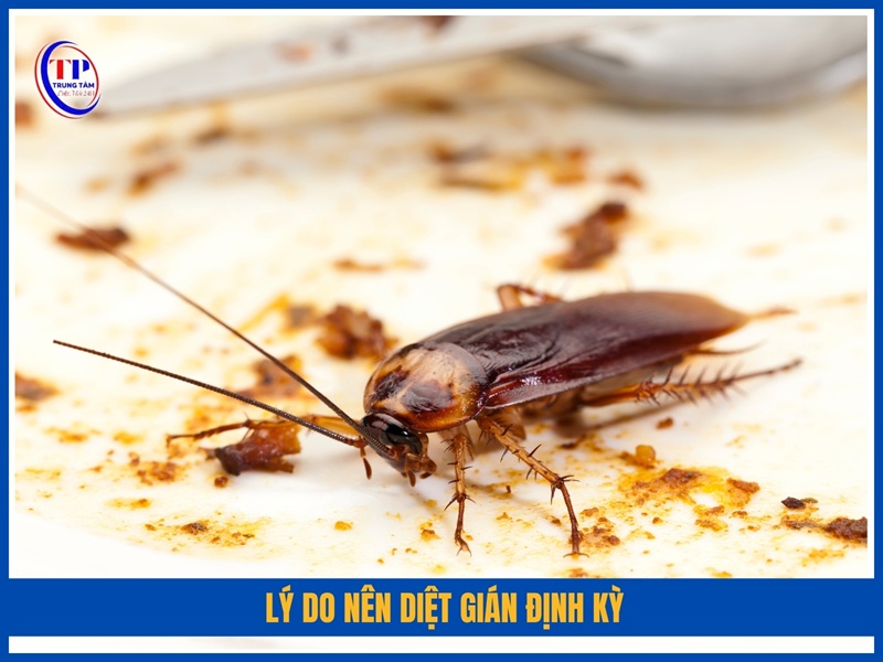 Lý do nên diệt gián định kỳ