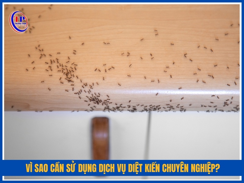 Vì sao cần sử dụng dịch vụ diệt kiến chuyên nghiệp?