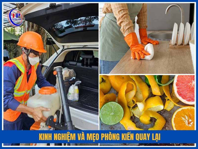 Kinh nghiệm và mẹo phòng kiến quay lại