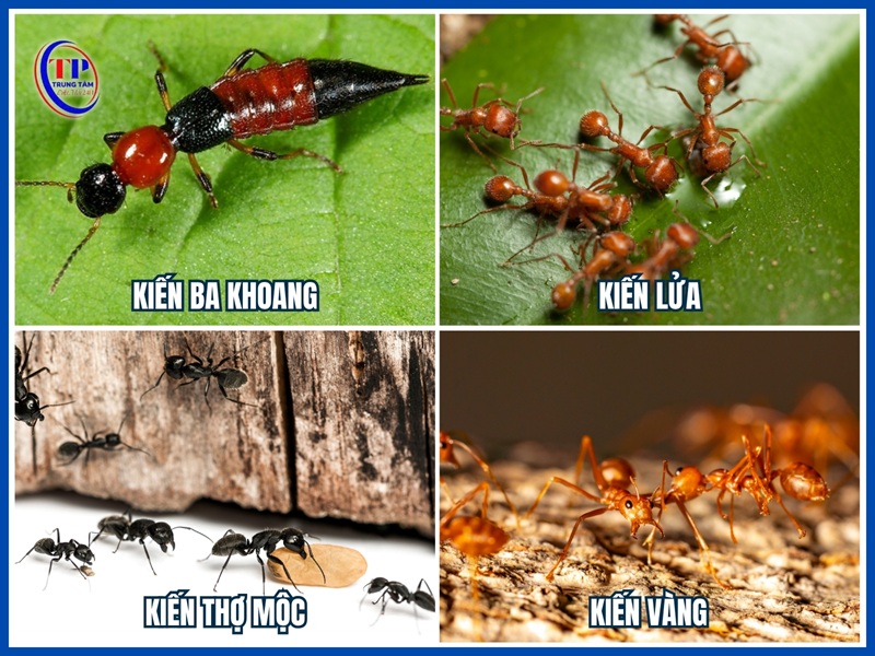 Các loại kiến thường gặp và mức độ gây hại