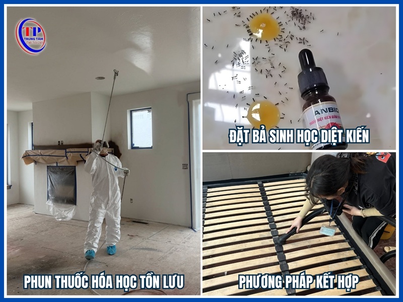 Phương pháp diệt kiến tận gốc và an toàn