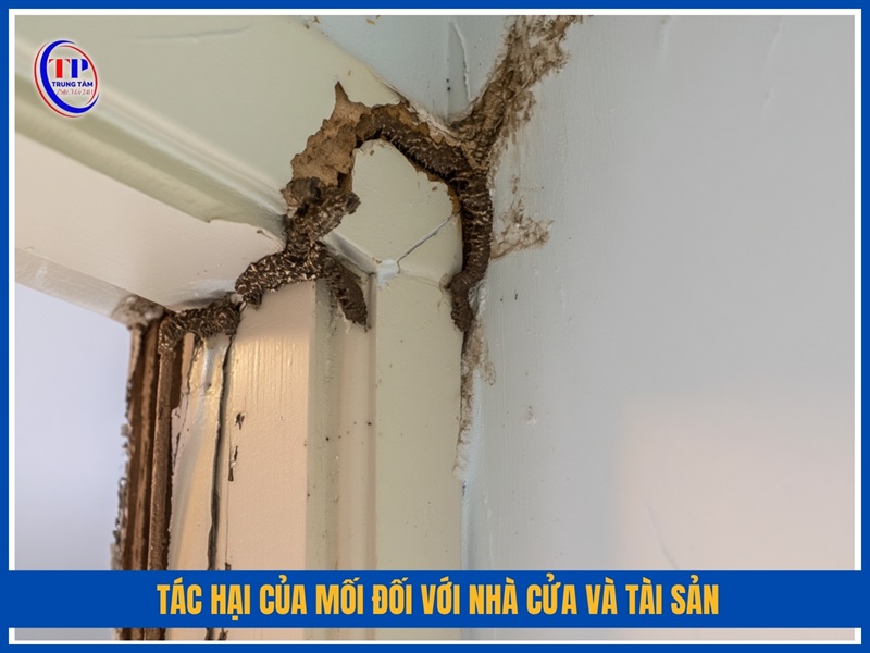 Tác hại của mối đối với nhà cửa và tài sản