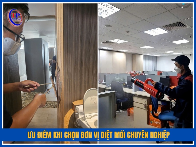 Ưu điểm khi chọn đơn vị diệt mối chuyên nghiệp thay vì tự làm