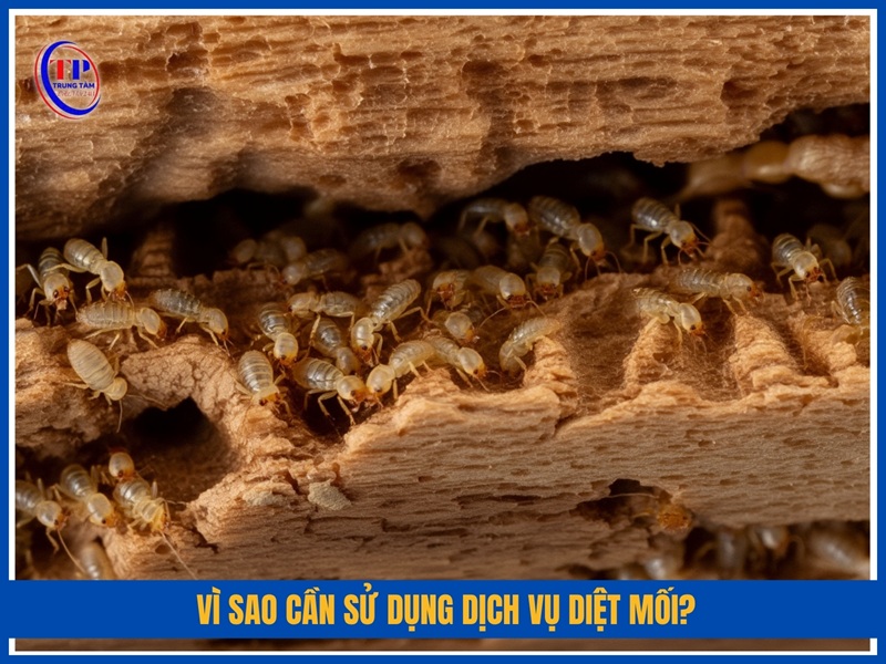 Vì sao cần sử dụng dịch vụ diệt mối?
