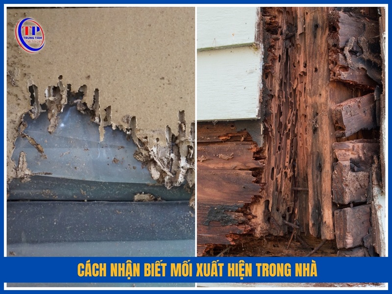 Cách nhận biết mối xuất hiện trong nhà