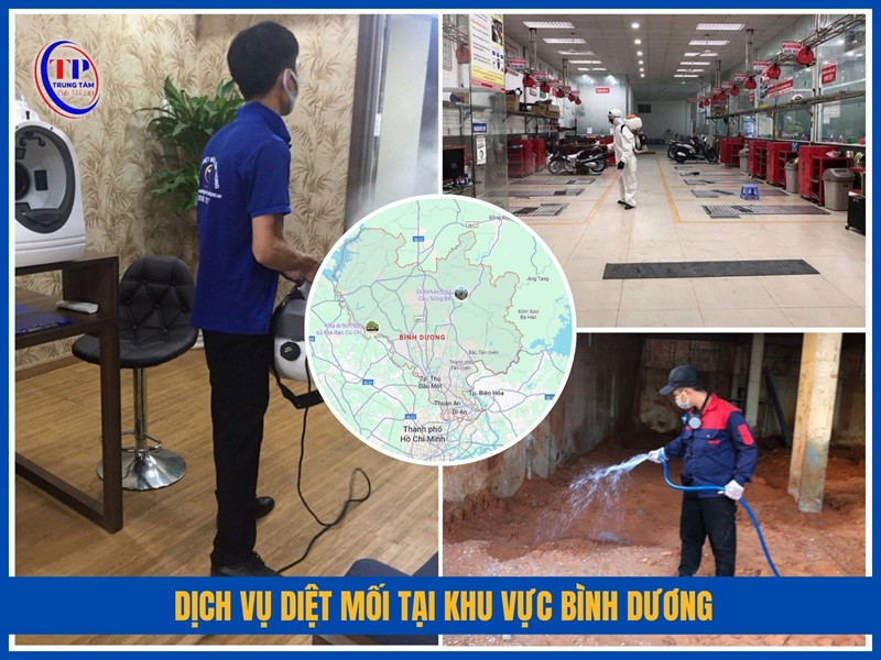 Dịch vụ diệt mối của Trung Tâm Diệt Mối 24H tại khu vực Bình Dương