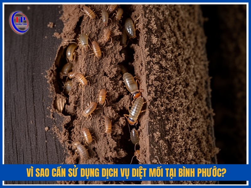 Vi sao can su dung dich vu diet moi tai Binh Phuoc