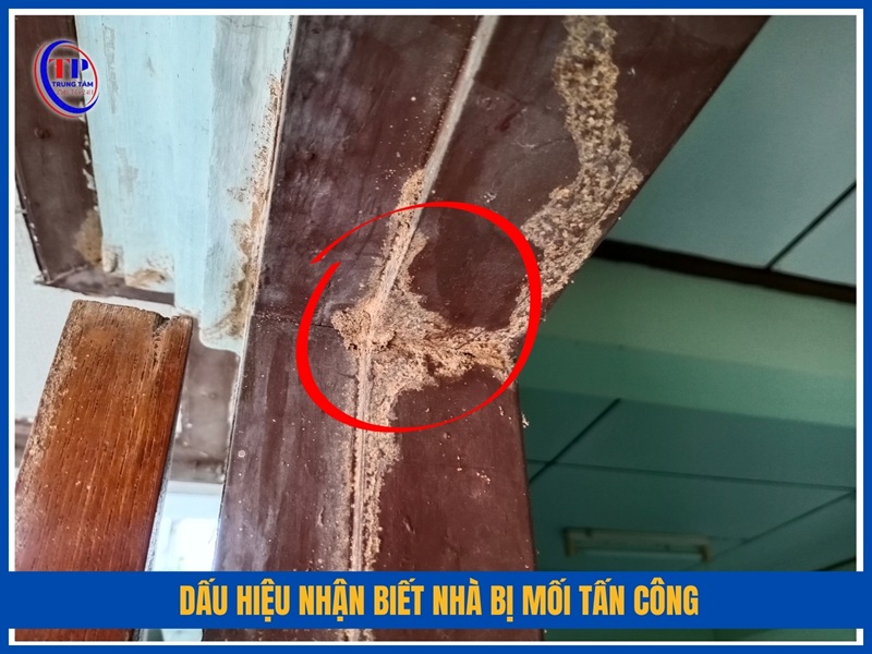 Dấu hiệu nhận biết nhà bị mối tấn công
