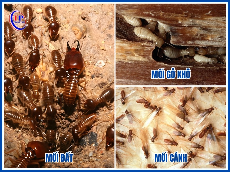 Các loại mối thường gặp tại Bình Phước