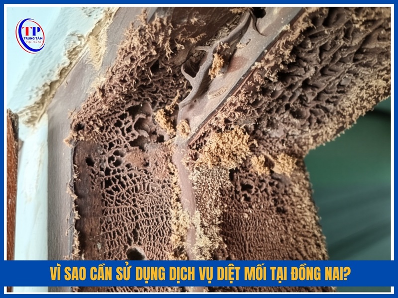 Vi sao can su dung dich vu diet moi tai Dong Nai