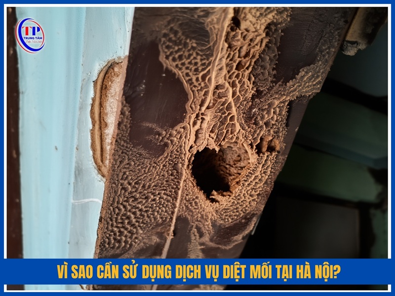 Vi sao can su dung dich vu diet moi tai Ha Noi