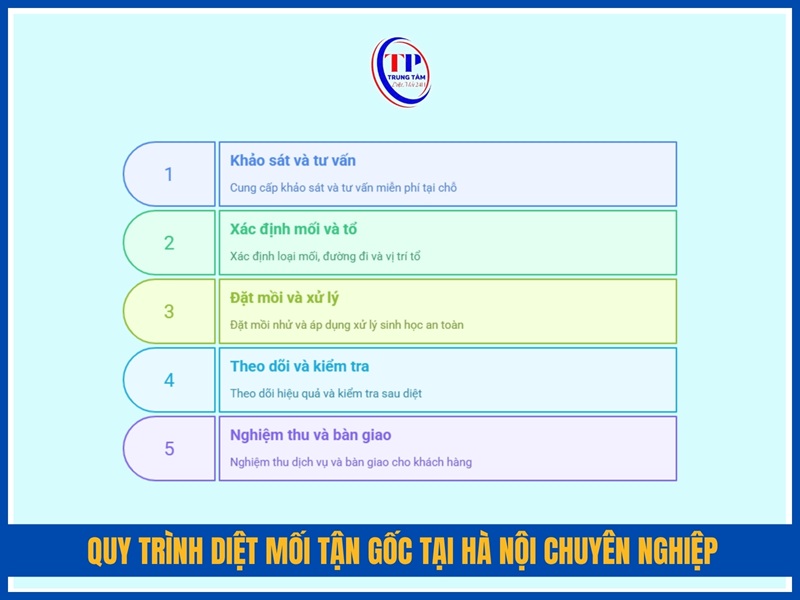 Quy trình diệt mối tận gốc tại Hà Nội chuyên nghiệp
