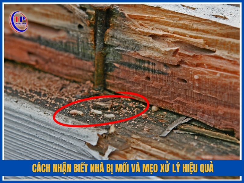 Cách nhận biết nhà bị mối và mẹo xử lý hiệu quả