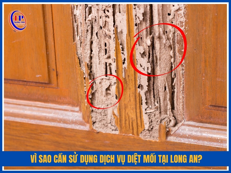 Vi sao can su dung dich vu diet moi tai Long An