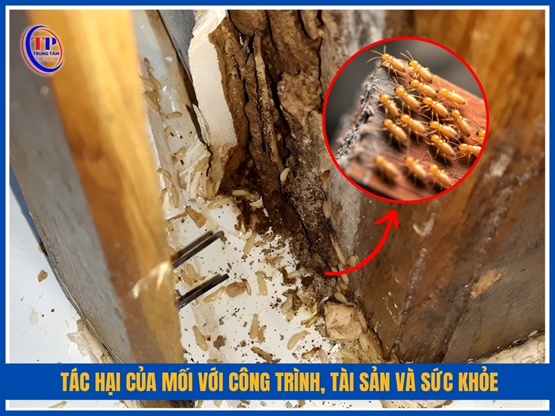 Tác hại của mối với công trình, tài sản và sức khỏe