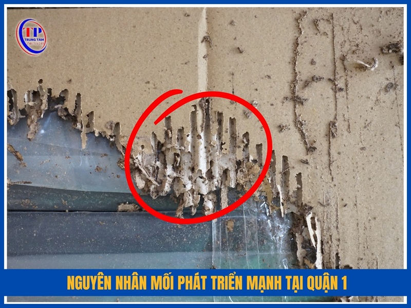 Nguyên nhân mối phát triển mạnh tại Quận 1