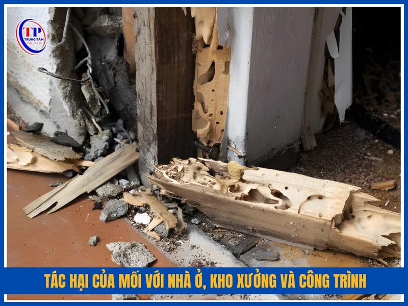 Tác hại của mối với nhà ở, kho xưởng và công trình