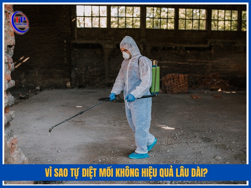 Vì sao tự diệt mối không hiệu quả lâu dài?