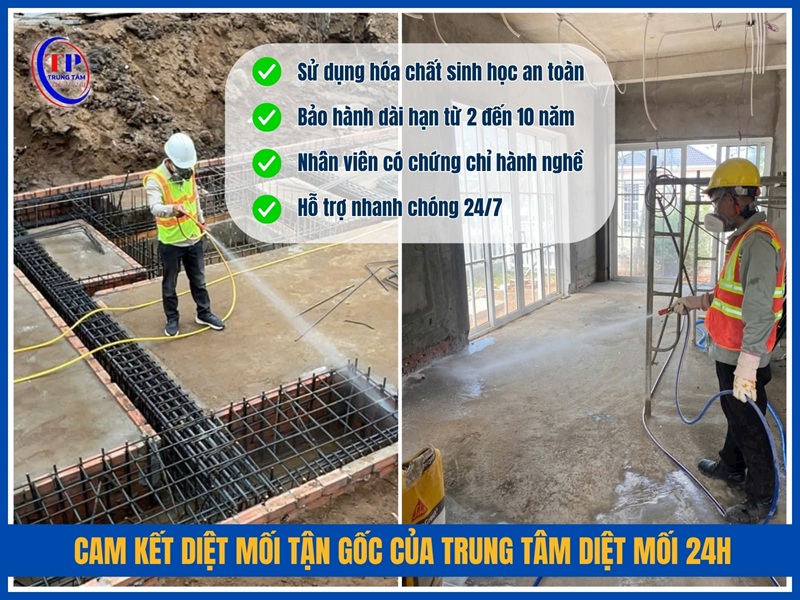 Cam kết dịch vụ diệt mối tận gốc của Trung Tâm Diệt Mối 24H