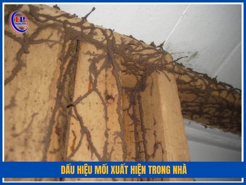 Dấu hiệu mối xuất hiện trong nhà