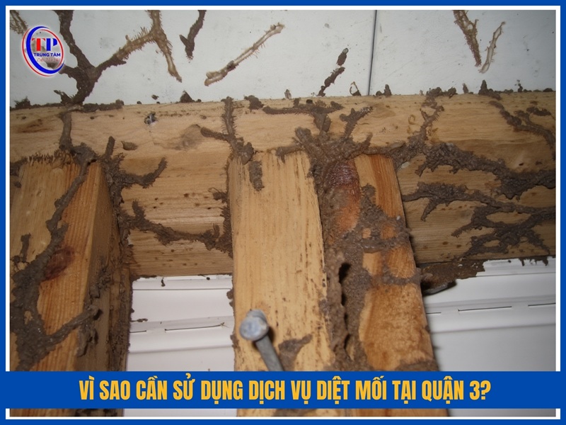 Vì sao cần sử dụng dịch vụ diệt mối tại Quận 3?