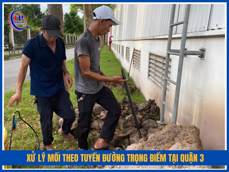 Xử lý mối theo tuyến đường trọng điểm tại Quận 3