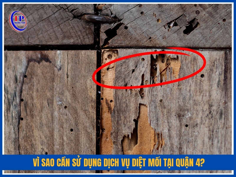 Vì sao cần sử dụng dịch vụ diệt mối tại Quận 4?