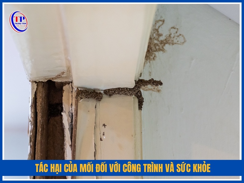 Tác hại của mối đối với công trình và sức khỏe