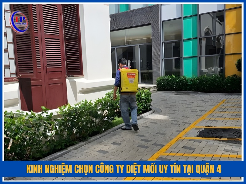 Kinh nghiệm chọn công ty diệt mối uy tín tại Quận 4