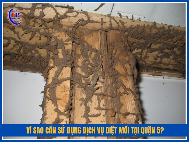 Vi sao can su dung dich vu diet moi tai Quan 5