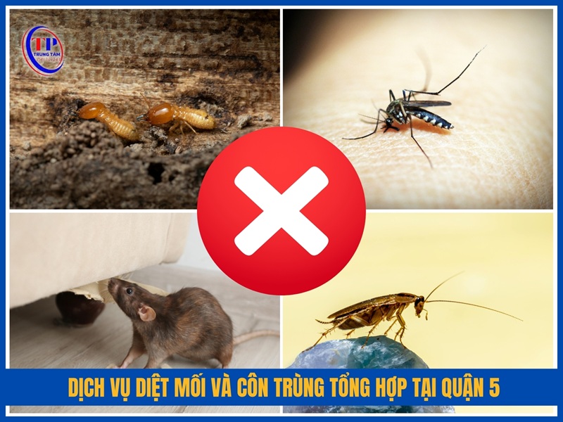 Dịch vụ diệt mối và côn trùng tổng hợp tại Quận 5
