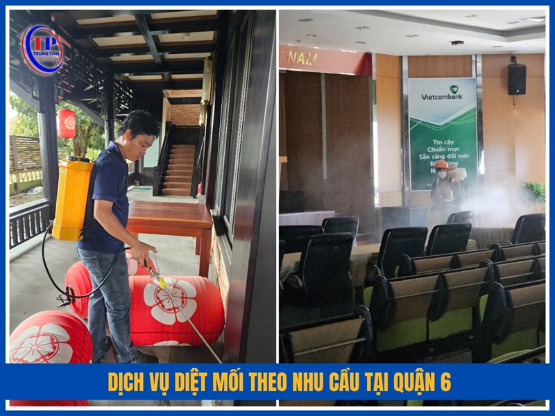 Dịch vụ diệt mối theo nhu cầu tại Quận 6
