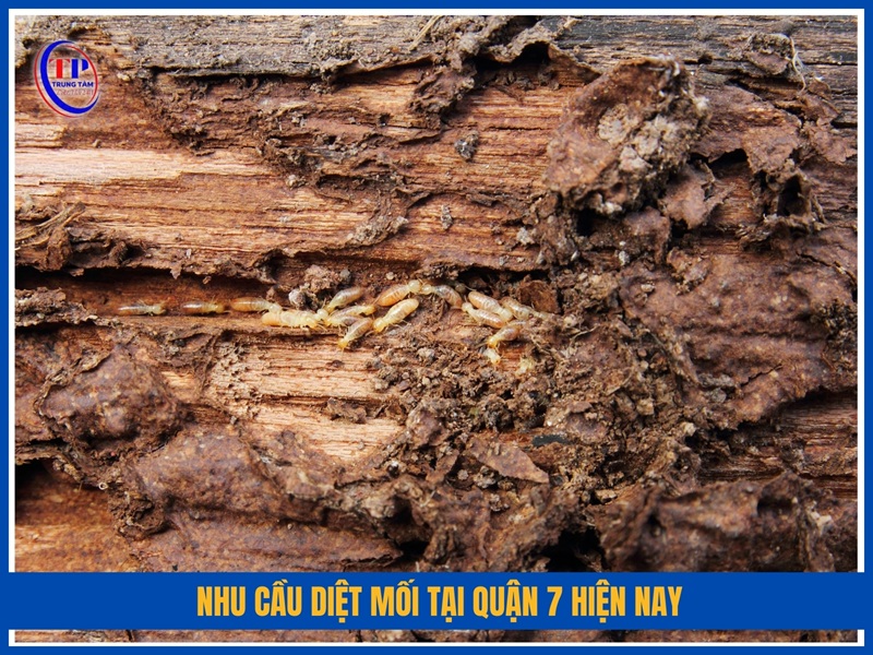 Nhu cầu diệt mối tại Quận 7 hiện nay