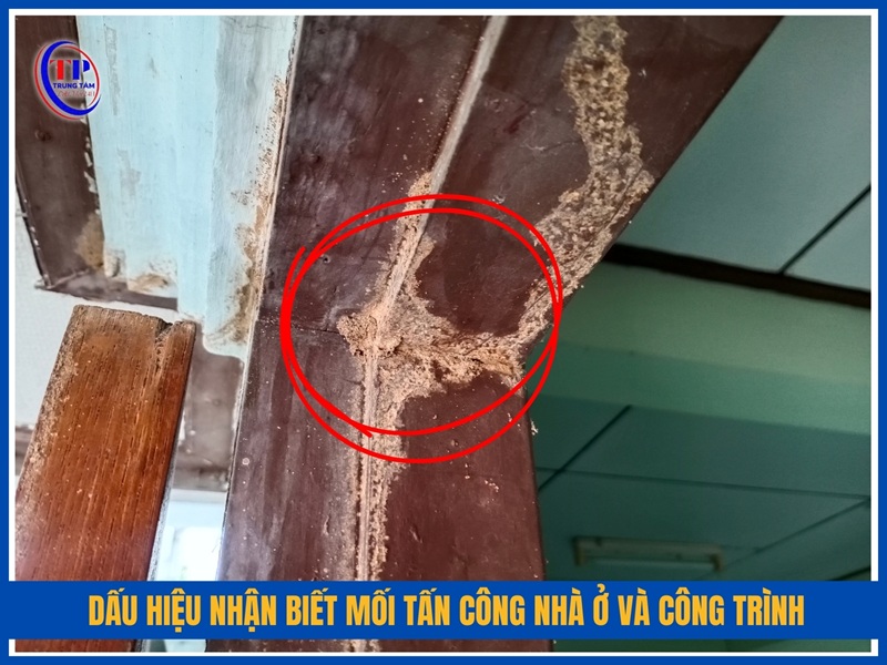 Dấu hiệu nhận biết mối tấn công nhà ở và công trình