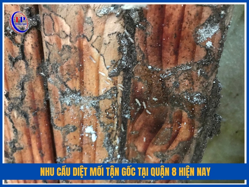 Nhu cầu diệt mối tận gốc tại Quận 8 hiện nay