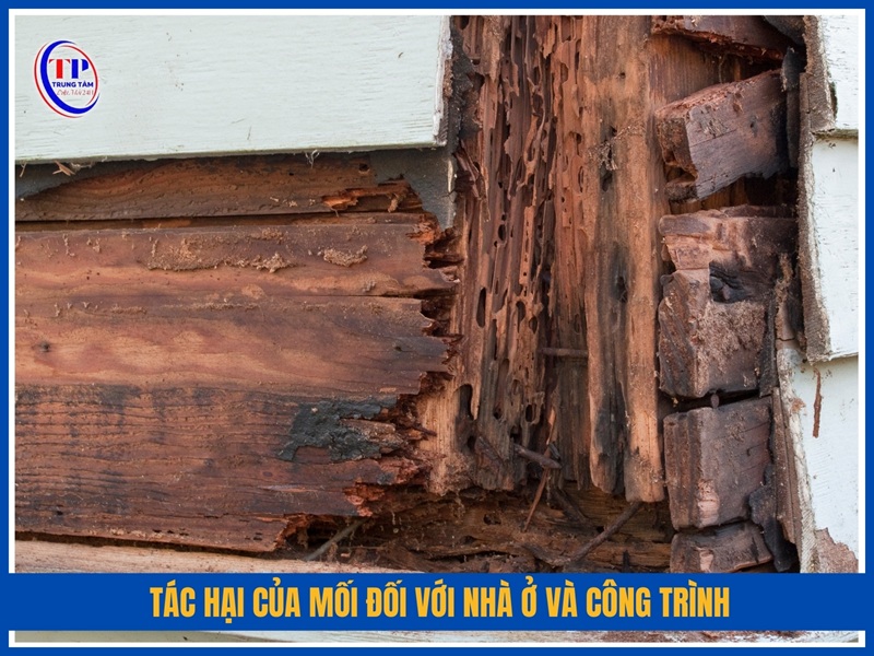 Tác hại của mối đối với nhà ở và công trình