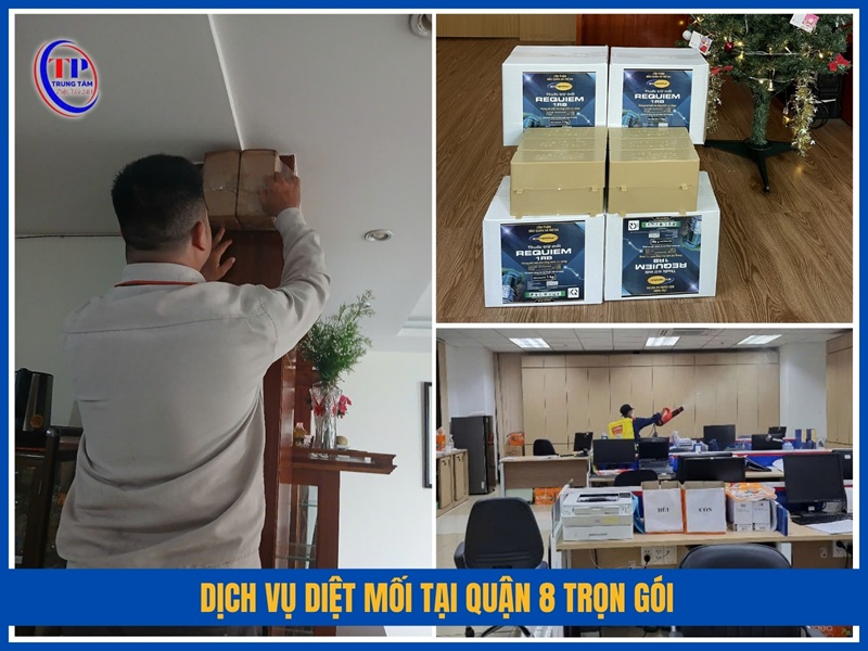 Dịch vụ diệt mối tại Quận 8 trọn gói