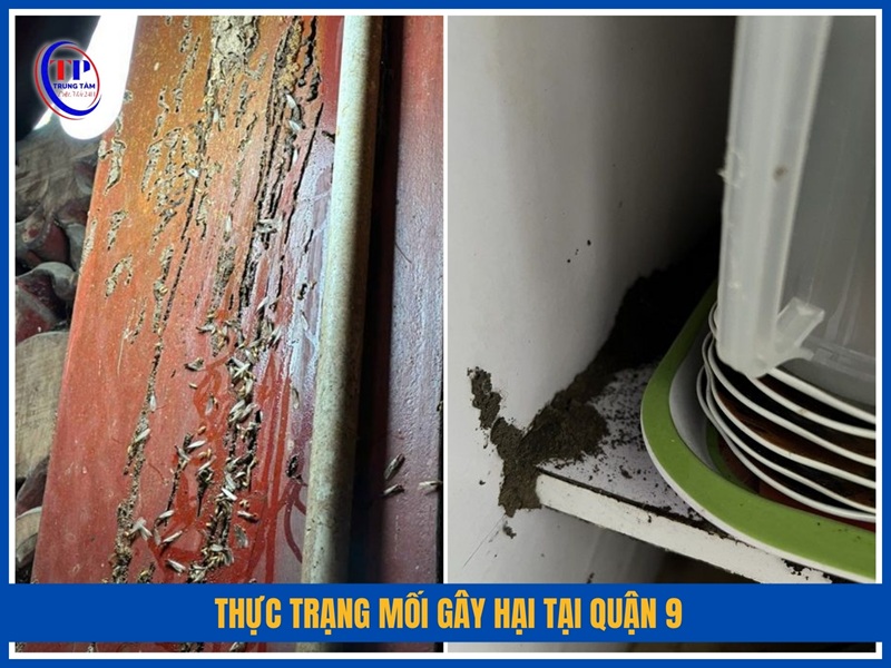 Thực trạng mối gây hại tại Quận 9