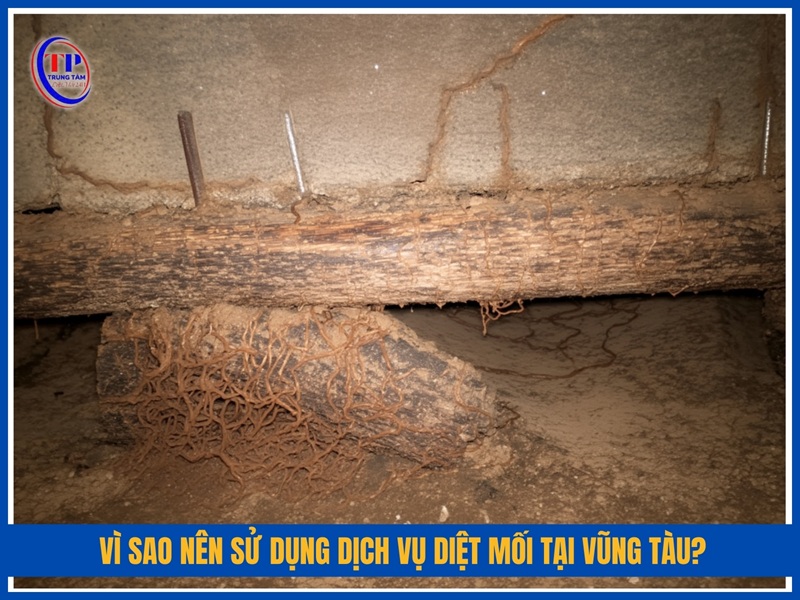 Vì sao nên sử dụng dịch vụ diệt mối tại Vũng Tàu?