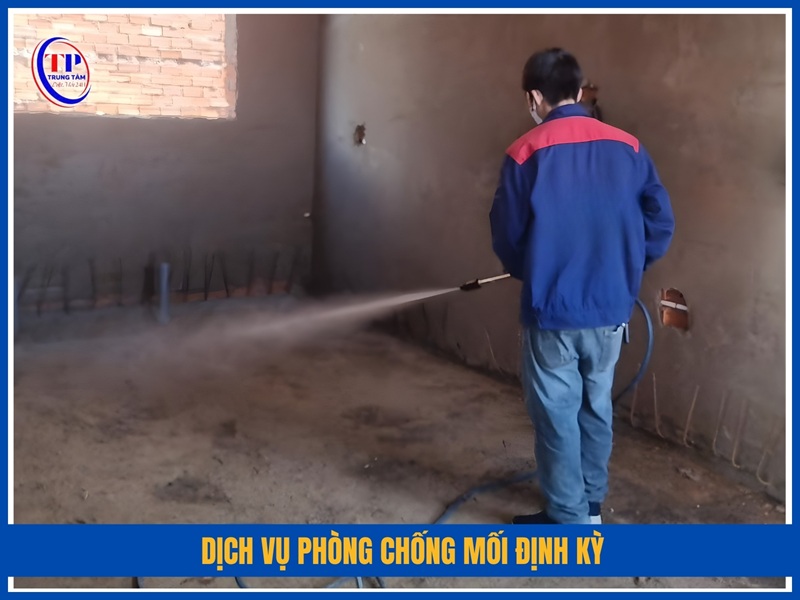 Dịch vụ phòng chống mối định kỳ