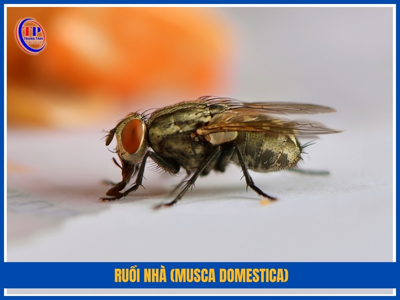 Ruồi nhà (Musca domestica)