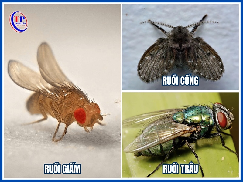 Ruồi giấm, ruồi cống, ruồi trâu