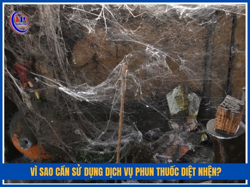 Vi sao can su dung dich vu phun thuoc diet nhen chuyen nghiep