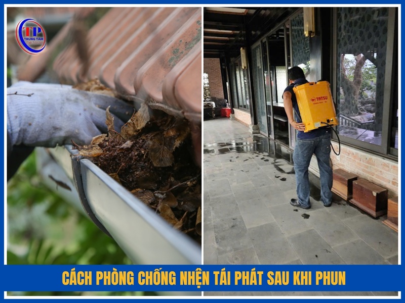 Cách phòng chống nhện tái phát sau khi phun